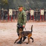 Escuela de Ingenieros Militares lidera en pruebas tácticas caninas a nivel internacional